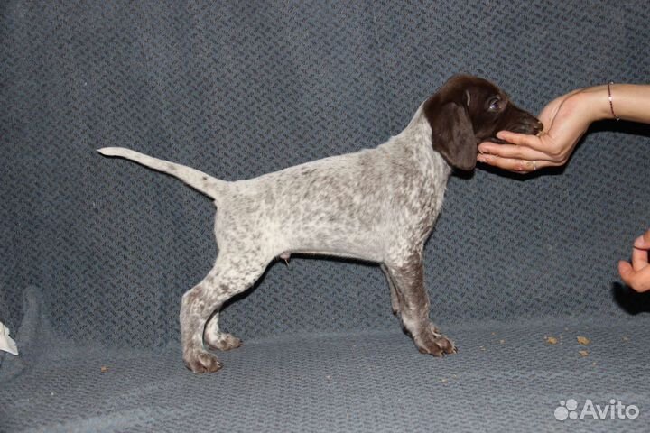 Щенок курцхаара