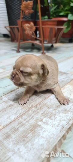 Щенки чихуахуа