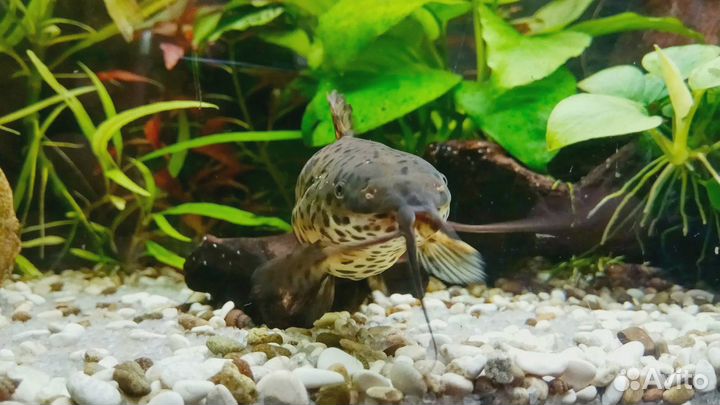 Сом анцитрус (прилипала ) пара, улитки