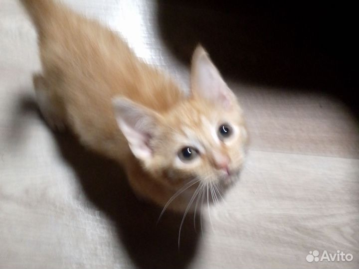 Рыжий котенок в добрые руки девочка