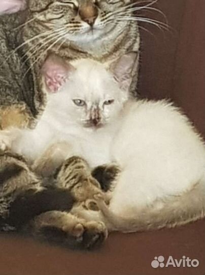 Кошка в добрые руки