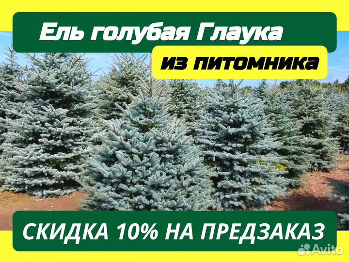 Саженцы Ель Голубая Глаука Мисти Блю крупномеры оп