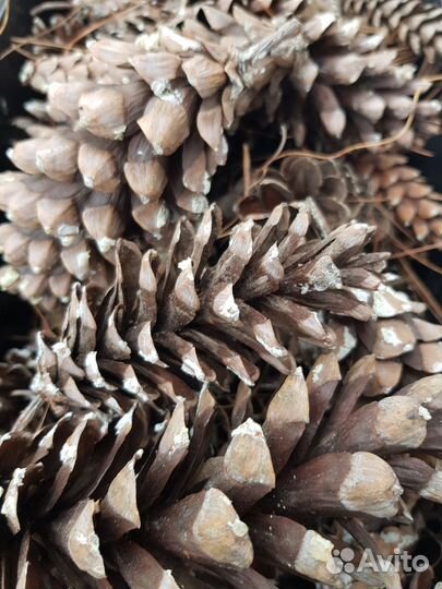 Шишки сосновые большие