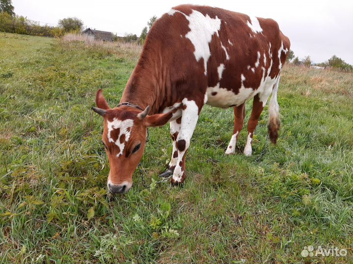 Корова,теленок,тёлка стельная Джерсийки,Айширская