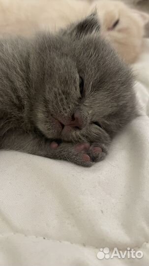 Британская