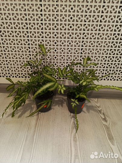 Птерис альболинеата