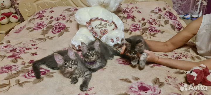 Котята мейн-кун