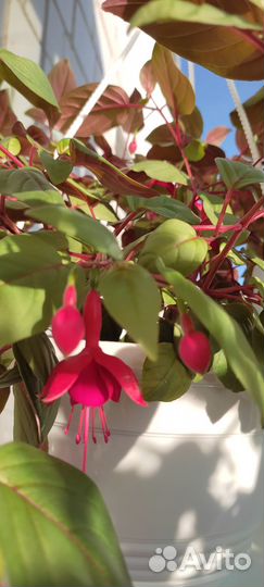 Продажа черенков фуксий