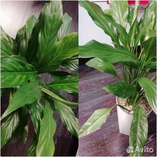 Комнатные цветы