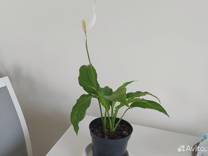 Спатифиллум