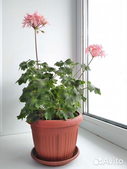 Королевская пеларгония