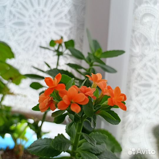 Комнатные цветы каланхоэ