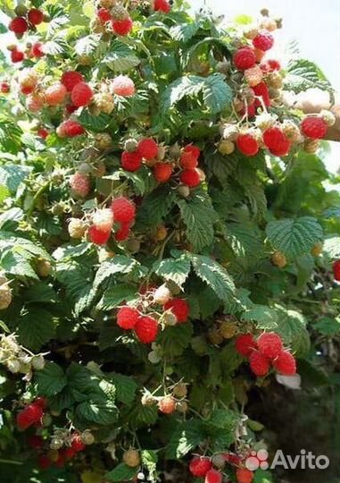 Штамбовая малина 