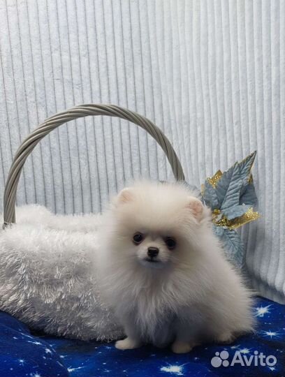 Шпиц мини мальчик беби фейс