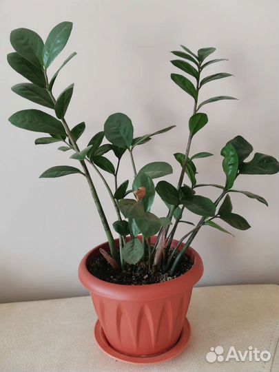 Замиокулькас