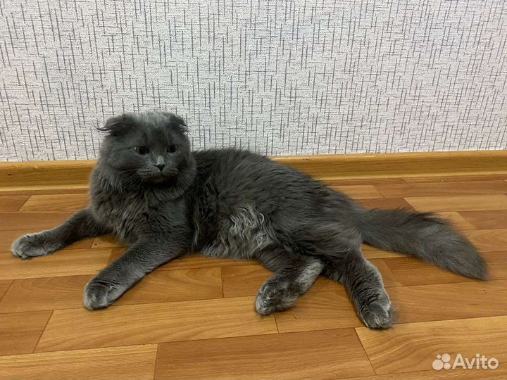 Вязка с котом