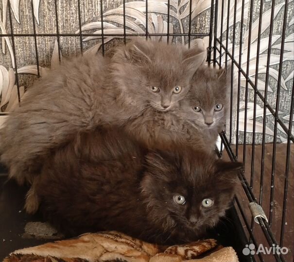 Кошка в дар