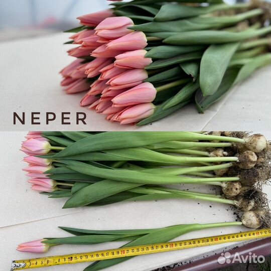 Тюльпаны оптом