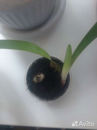 Гиппиаструм