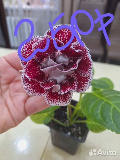 Глоксиния цветущая