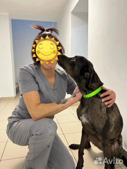 Собака в добрые руки