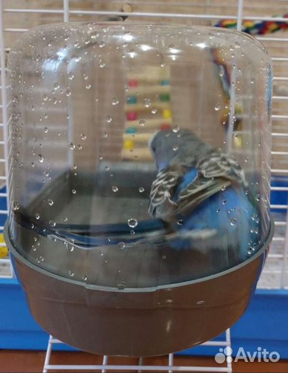 Купалка для птиц