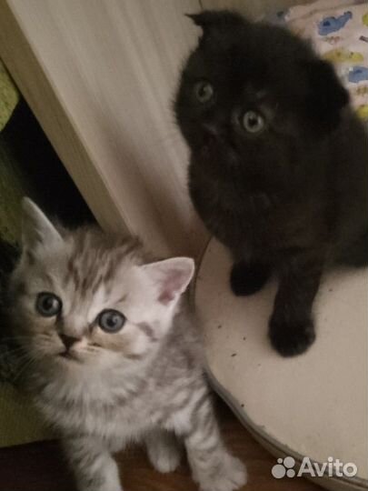 Шотландские котята
