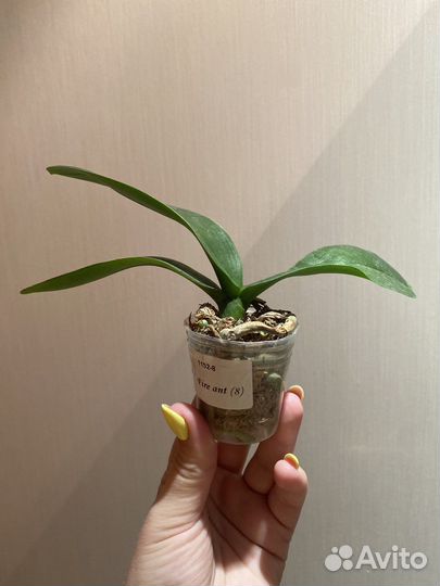 Орхидея фаленопсис