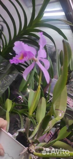 Орхидея каттлея