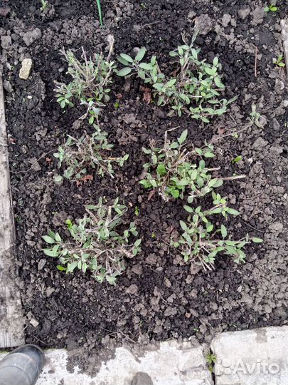 Тимьян, шалфей, мята, мелисса