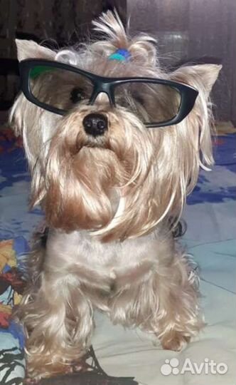 Йоркширский терьер