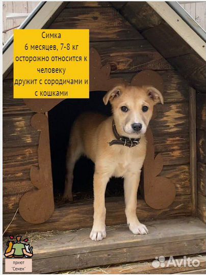 Собака в добрые руки