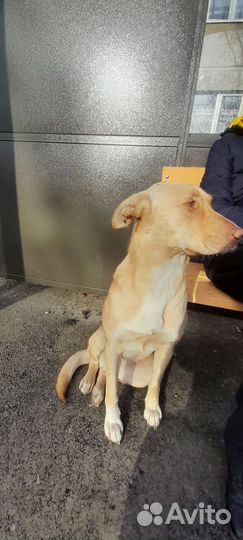 Помесь лабрадора