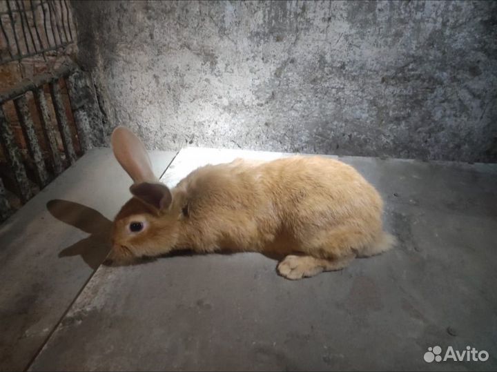 Бургунские кролики