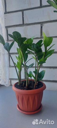 Замиокулькас