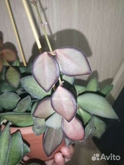 Хойи срезкой