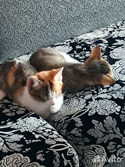 Отдам в добрые руки