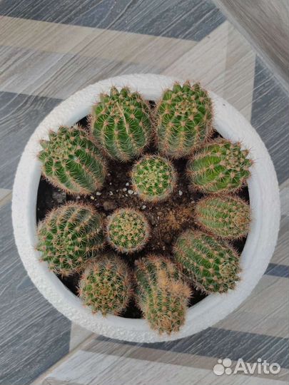 Кактусница