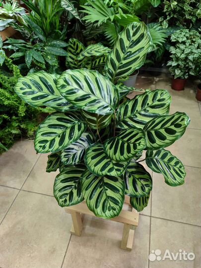 Калатея макоя