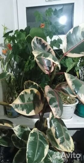 Фикус эластика тинеке