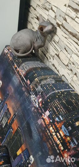 Донской сфинкс