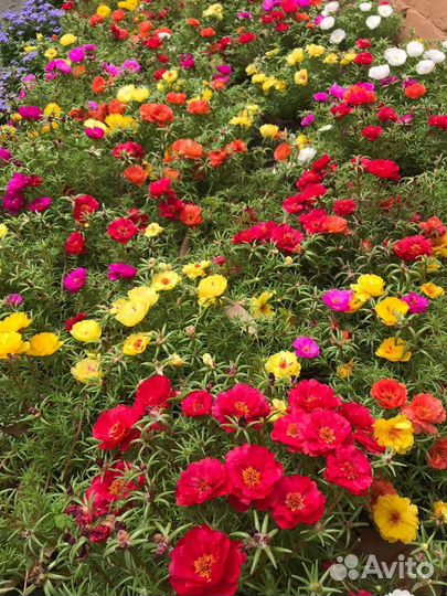 Рассада цветов мелкий опт, розница