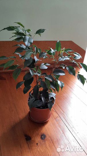 Фикус бенджамина