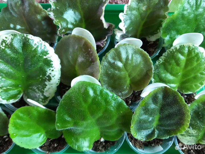 Сортовые фиалки - Укоренённые листики