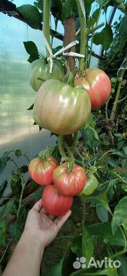 Семена сортовых томатов