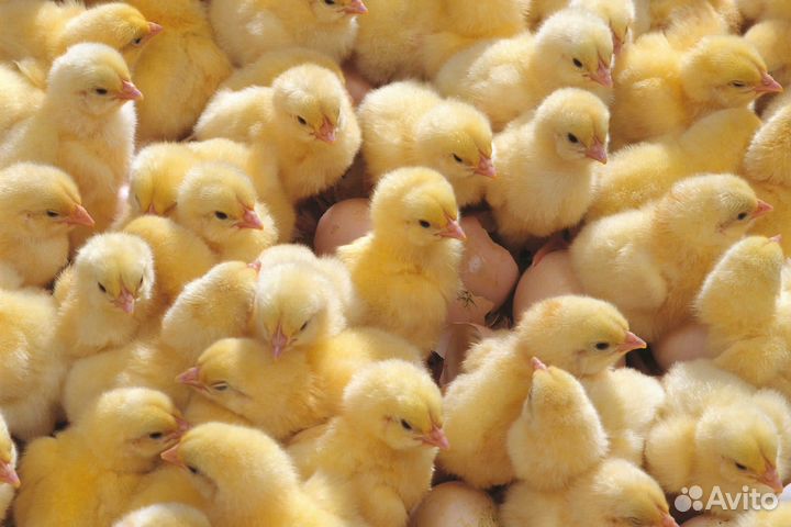 Бройлеры Цыплята Суточные Мясоячные