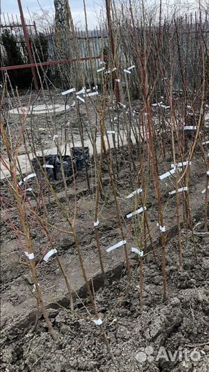 Саженцы плодовых деревьев и ягодных кустарников