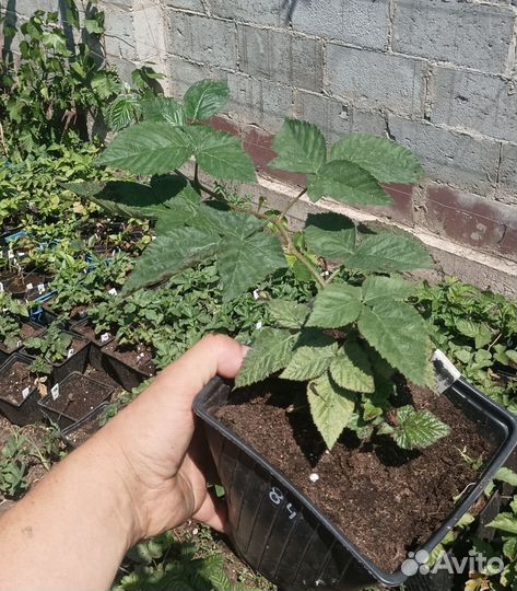 Ежевика, Ежемалина