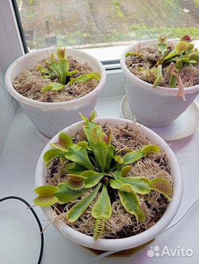 Хищные растения