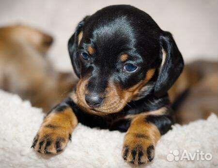 Таксы и другие породы